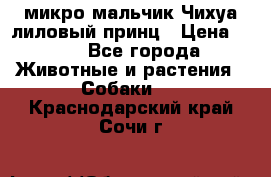 микро мальчик Чихуа лиловый принц › Цена ­ 90 - Все города Животные и растения » Собаки   . Краснодарский край,Сочи г.